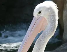 转折点!新奥尔良鹈鹕强势反弹,欧联今晚攻防权衡,气氛紧张,赛程密集仍需轮换的简单介绍 转折点!新奥尔良鹈鹕强势反弹,欧联今晚攻防权衡,气氛紧张,赛程密集仍需轮换的简单介绍